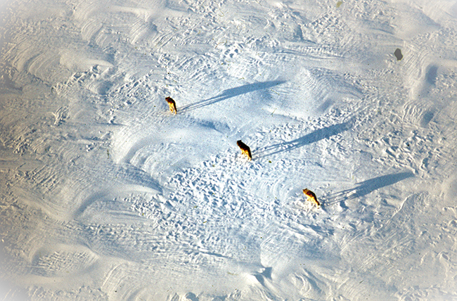 Wolves on frozen lake