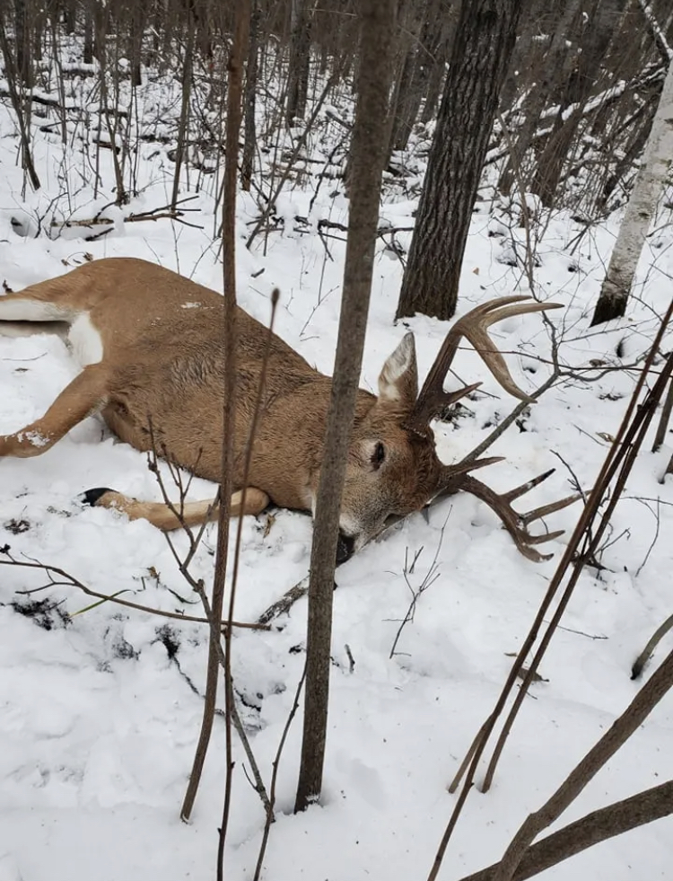 Trophy Buck In Minnesota