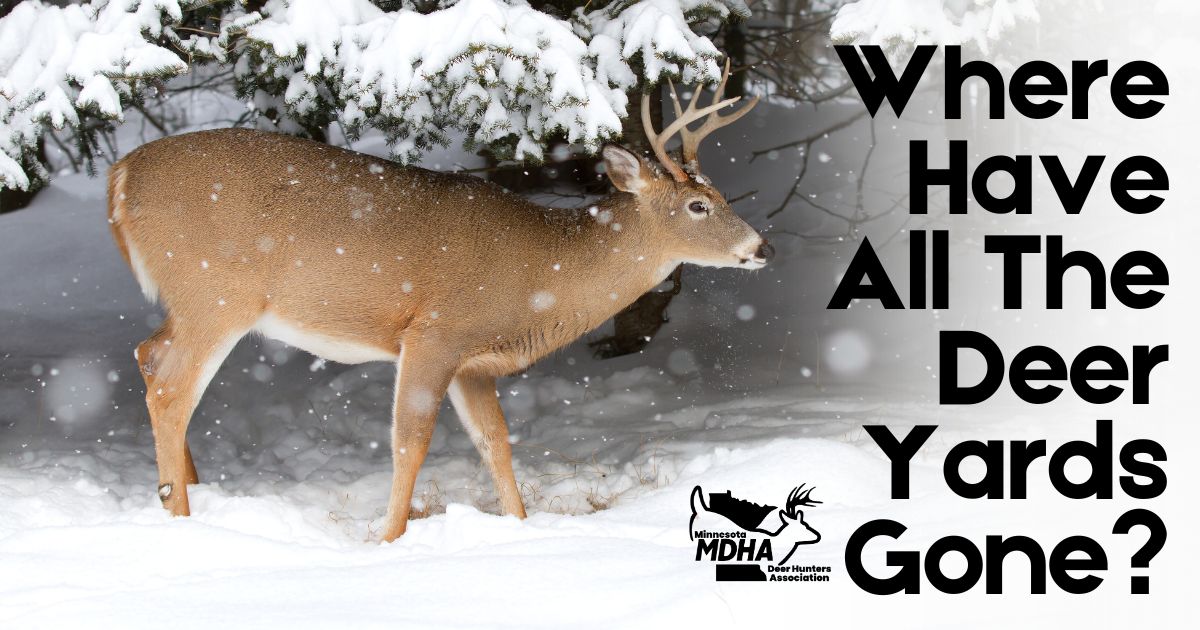 Where Have All The Deer Yards Gone?