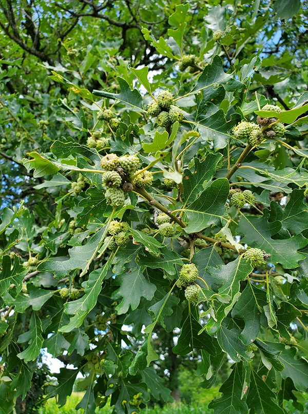 Oak Tree Releasing