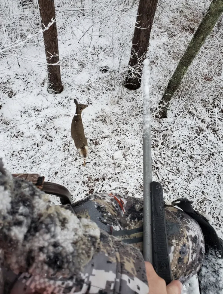 Deer Hunting Minnesota